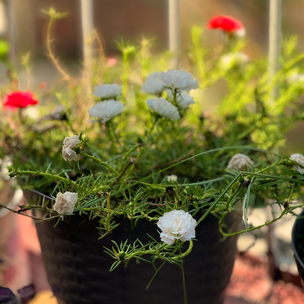 Meet your Posher, Rosa